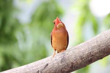 The ruddy kingfisher (Halcyon coromanda) is a medium-sized tree kingfisher, widely distributed in...