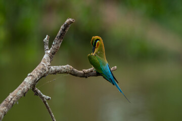 The Asian green bee-eater, also known as the little green bee-eater and green bee-eater in Sri Lanka, is a passerine bird in the bee-eater family.