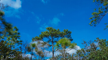 trees in the sky