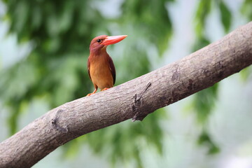 The ruddy kingfisher (Halcyon coromanda) is a medium-sized tree kingfisher, widely distributed in east and southeast Asia. This photo was taken in Java island(Halcyon coromanda minor).