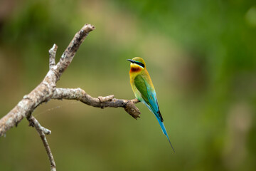 The Asian green bee-eater, also known as the little green bee-eater and green bee-eater in Sri Lanka, is a passerine bird in the bee-eater family.