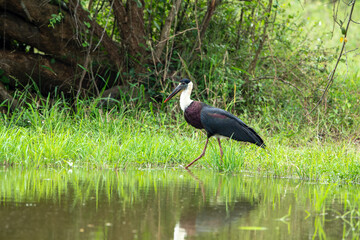 Ciconia episcopus is a large and long-legged bird species from the stork family. Its scientific name comes from the black and white garments worn by Christian clergy.