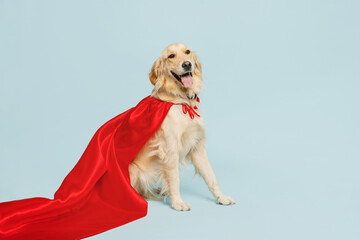 Full body side view purebred golden retriever Labrador dog wears red super hero suit pov defend...