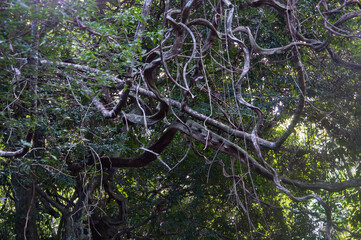 huge roots on a tree in asia