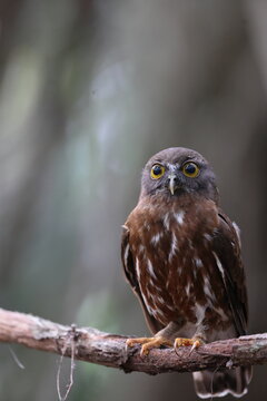 The brown boobook (Ninox scutulata), also known as the brown hawk-owl. This photo was taken in Java island, Indonesia(Ninox scutulata javanensis ).
