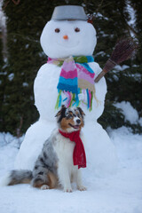 Winter portrait of an Australian Shepherd blue merle dog with a snowman in the background