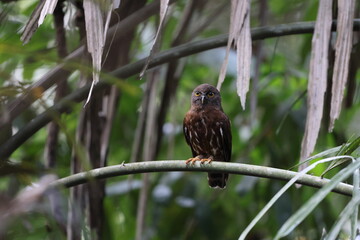 The brown boobook (Ninox scutulata), also known as the brown hawk-owl. This photo was taken in Java island, Indonesia(Ninox scutulata javanensis ).