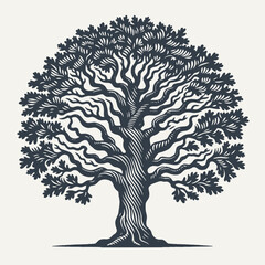 Fototapeta na wymiar Oak tree. Vintage woodcut engraving style vector illustration.
