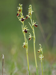 Kleine Spinnenragwurz, Ophrys araneola