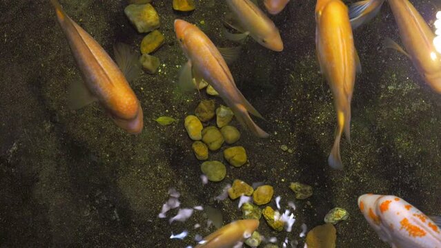 Midas cichlid, tropical fish in exotic aquarium. View of Amphilophus citrinellus fish