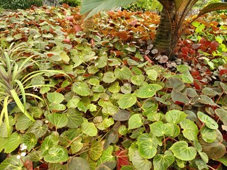 leaves in the garden