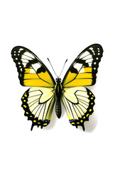 Fototapeta na wymiar Beautiful swallowtail butterfly