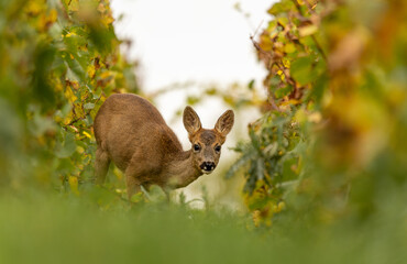 portrait d'un magnifique chevreuil sauvage regardant le photographe entre deux rangs de vignes avec les couleurs d'automne © Fredstock51