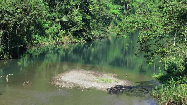 Tropic pond in exotic jungle rainforest with green foliage, aerial dolly forward