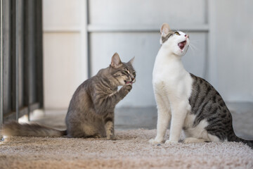 Two funny cat sitting at home
