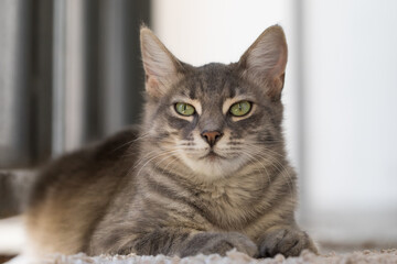 Grey cat lying on on the carpet indoor