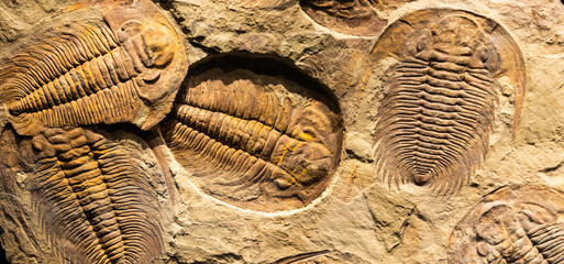 Fossil of Trilobite - Acadoparadoxides briareus - ancient fossilized arthropod on rock.