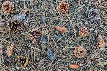 Cones lie on the ground with dried pine needles.