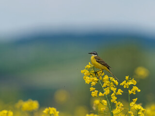 Schafstelze, Motacilla flava
