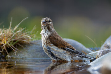 Linnet, Carduelis cannabina, female is standing in the water, looking around. Czechia. 