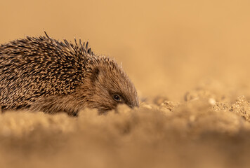 portrait rapproché d'un hérisson se baladant dans un champ à la recherche de nourriture et d'eau