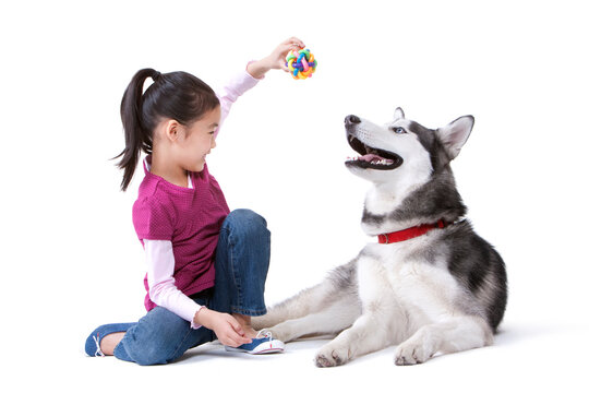 Cute little Chinese girl playing with a husky dog