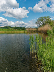 Der Lautensee im Naturschutzgebiet Mainaue bei Augsfeld, Stadt Haßfurt, Landkreis Hassberge, Unterfranken, Franken, Bayern, Deutschland
