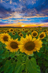 Fototapeta premium Landscape in summer evening. Sunset over a field with rows of many sunflowers in bloom. Money opened blossom of the flower of a crop. Colorful clouds in the sky