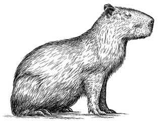 Vintage engraving isolated capybara set illustration rodent ink sketch. Gnawer background silhouette art. Black and white hand drawn image