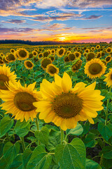A farmer's field with sunflowers. Landscape in the evening in summer at sunset with a row of many crops in bloom. Yellow opened sunflower blossom with seeds