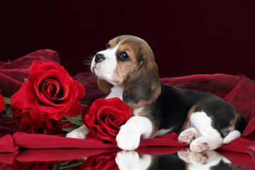 Cute little beagle puppy with red roses
