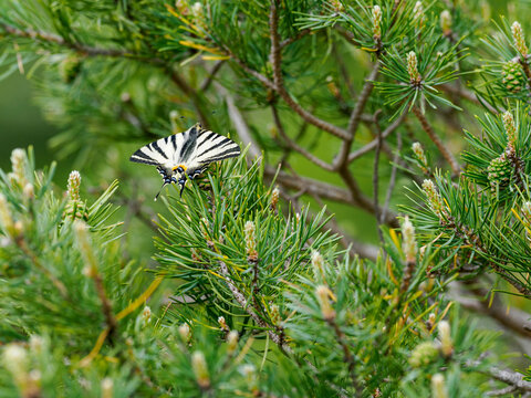 Segelfalter, Iphiclides podalirius