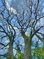 The beautiful shape of a tree branch that dries up because it sheds its leaves during the summer drought
