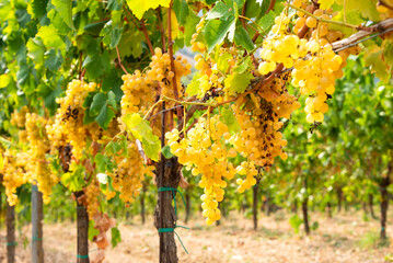 Ripe grapes growing on vine in vineyard
