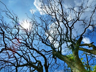 The beautiful shape of a tree branch that dries up because it sheds its leaves during the summer drought