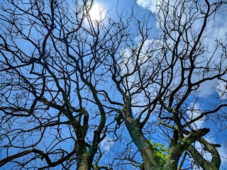The beautiful shape of a tree branch that dries up because it sheds its leaves during the summer drought