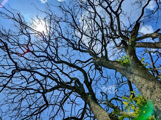 The beautiful shape of a tree branch that dries up because it sheds its leaves during the summer drought