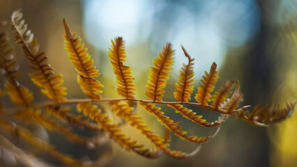Macro de feuilles de fougère flétries, en fin de soirée
