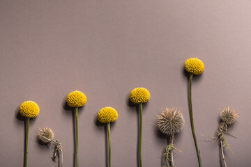 Yellow Craspedia balls and dry thistle flowers on a brown background with copy space. Greeting card.