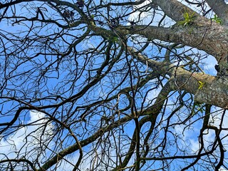 The beautiful shape of a tree branch that dries up because it sheds its leaves during the summer drought