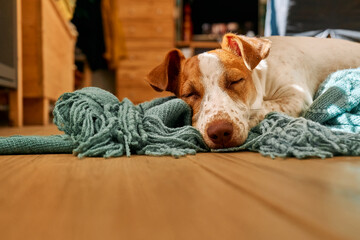 Young dog jack russell terrier sleeping on turquoise knitted plaid on the parquet floor of living room in a sunny day. - obrazy, fototapety, plakaty