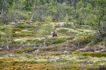Muskox, Ovibos moschatus, standing in the subarctic tundra