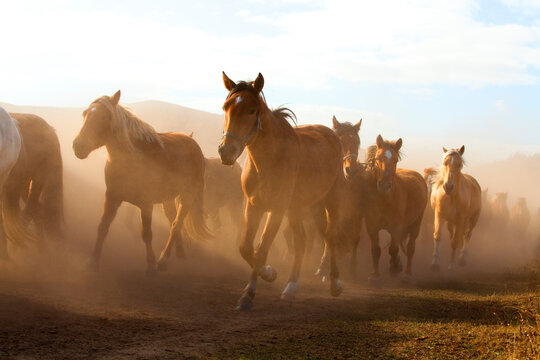 A herd of horses running in Inner Mongolia