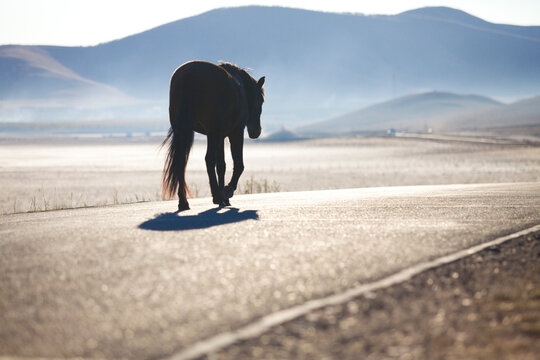 One horse walking on the road in Inner Mongolia