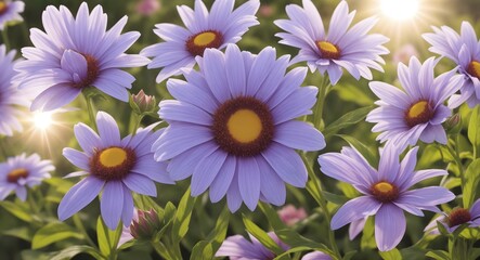 purple and white daisies