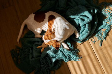 Young dog jack russell terrier sleeping and hugging small toy on turquoise knitted plaid on parquet floor of living room in a sunny day.