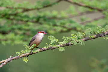 Colorful background with an exotic bird. Arabian waxbill, Estrilda rufibarba