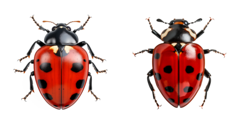 Top view of a ladybug insect, cut out - stock png.