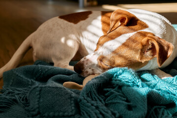 Close up portrait of young dog jack russell terrier sleeping under turquoise knitted plaid on the parquet floor in sunny day. - obrazy, fototapety, plakaty
