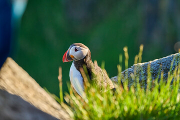 Cute and adorable Puffin, fratercula, on a cliff in Norway.